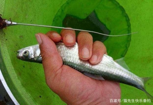 重返自然，共享欢乐时光——探索抓鱼游戏的魅力与价值抓鱼游戏官网最新版游大厅安卓v310.2游戏哪里.cc