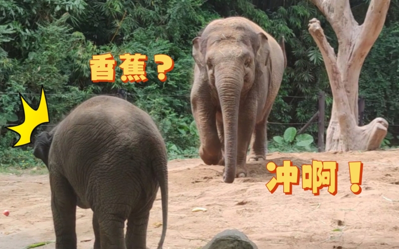 亚洲香蕉进入日本市场，久久持续增长的背后故事